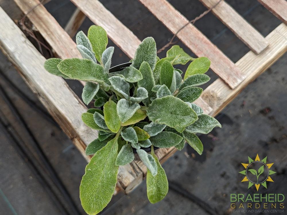 Stachys lanata Lambs ear