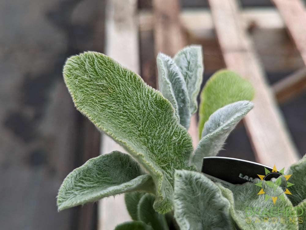 Stachys lanata Lambs ear