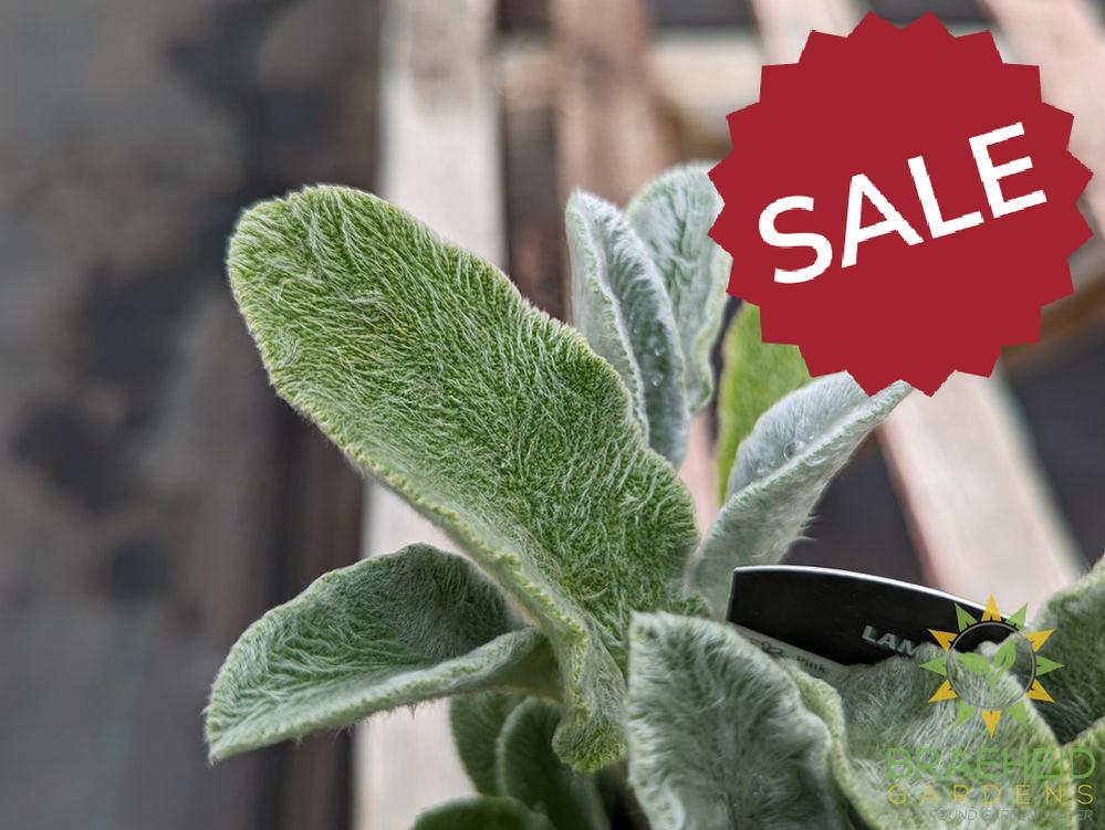 Stachys lanata Lambs ear