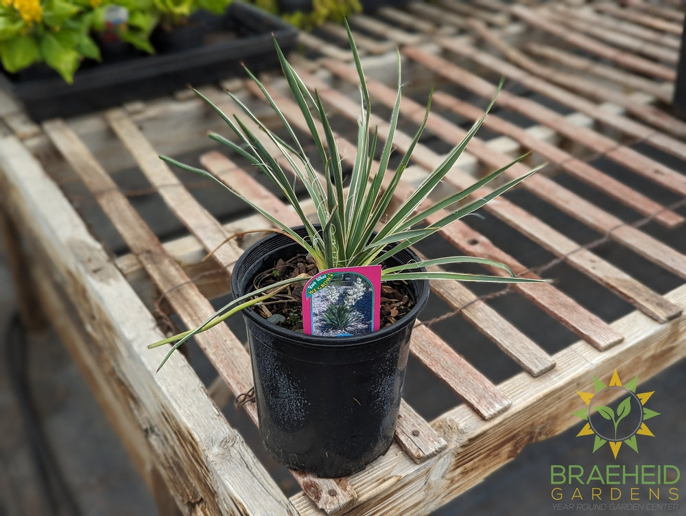 Yucca, Soapweed