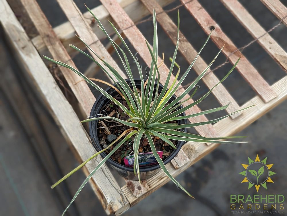 Yucca, Soapweed