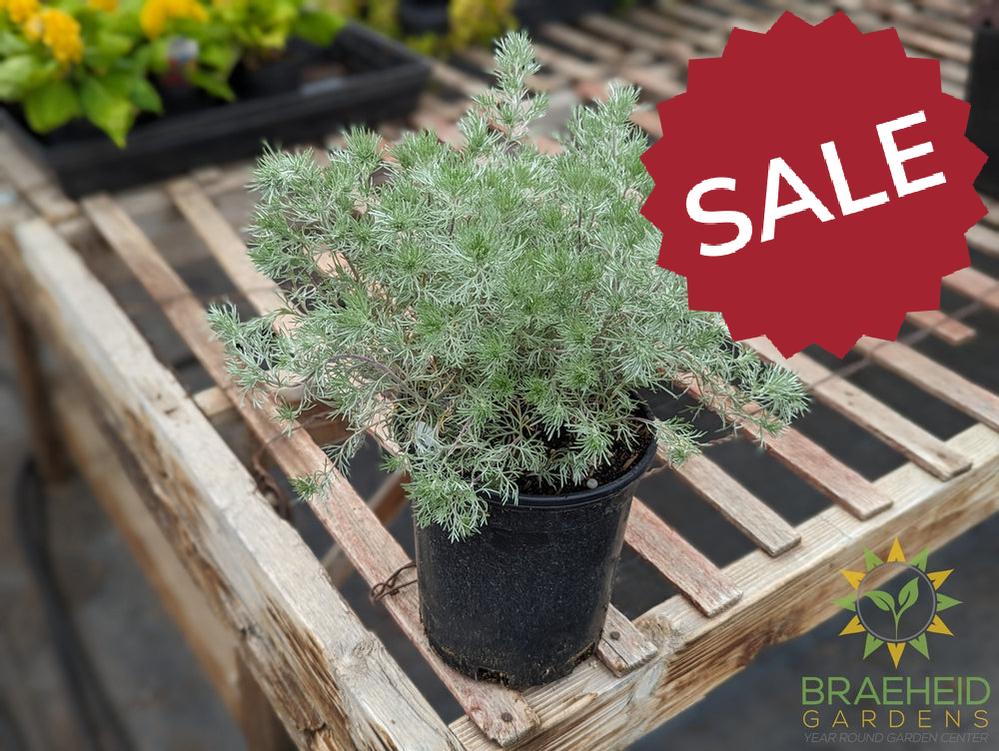 Silver Mound Artemisia