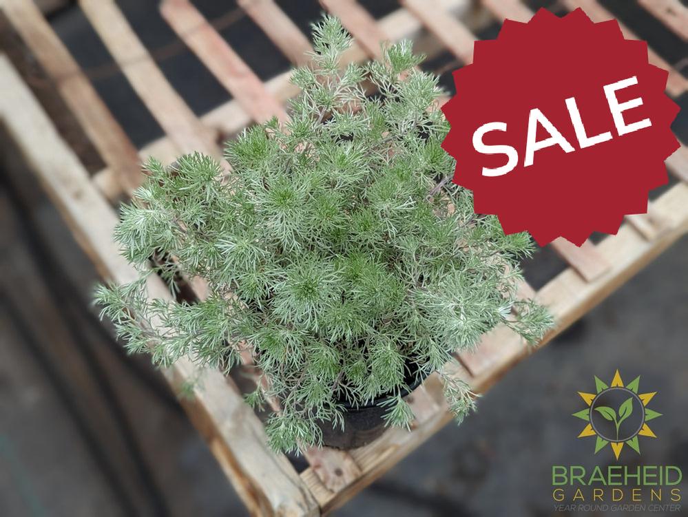 Silver Mound Artemisia