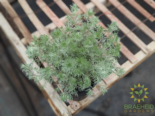 Silver Mound Artemisia