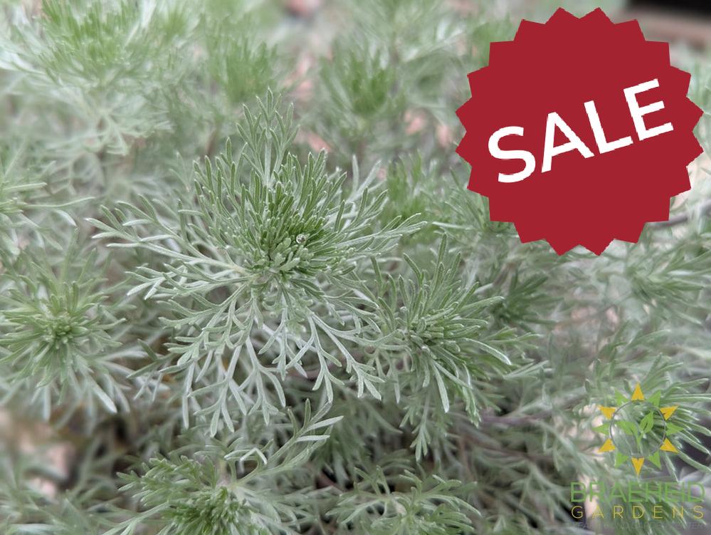 Silver Mound Artemisia
