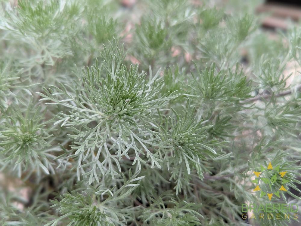 Silver Mound Artemisia