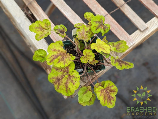 Heucherella Solar Eclipse - NO SHIP -