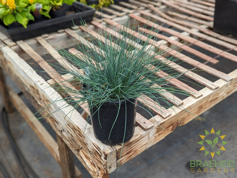 Fescue 'Blue Select' - NO SHIP -