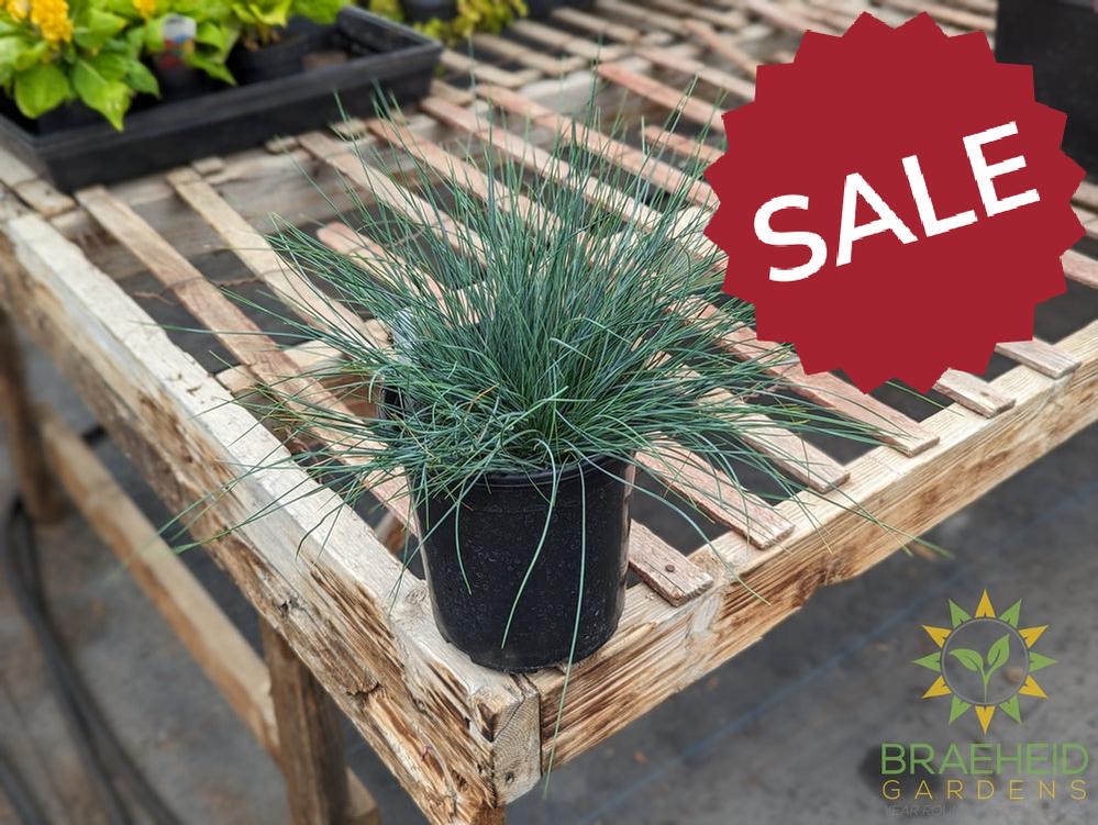 Fescue 'Blue Select' - NO SHIP -