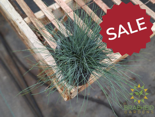 Fescue 'Blue Select' - NO SHIP -