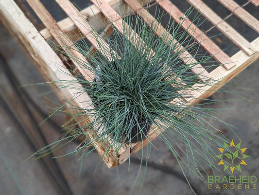 Fescue 'Blue Select' - NO SHIP -