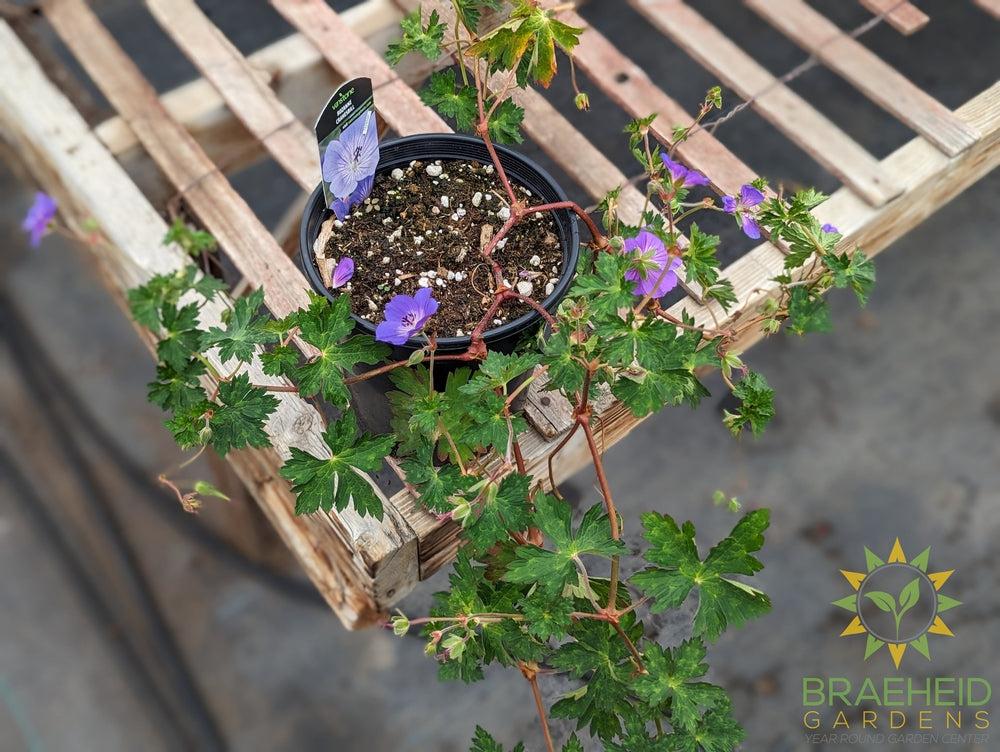 Geranium 'Rozanne'