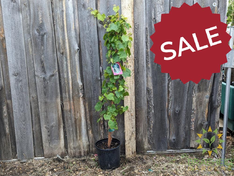 Buy Beta Grape an Vine in Grande Prairie Alberta - Braeheid Gardens Ltd.