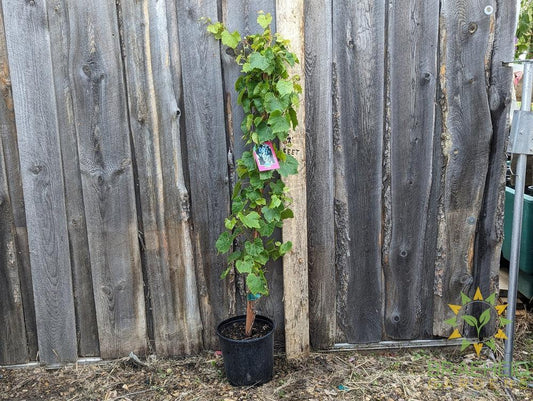 Buy Beta Grape an Vine in Grande Prairie Alberta - Braeheid Gardens Ltd.