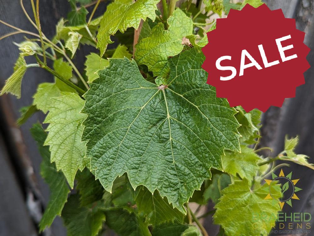Buy Beta Grape an Vine in Grande Prairie Alberta - Braeheid Gardens Ltd.