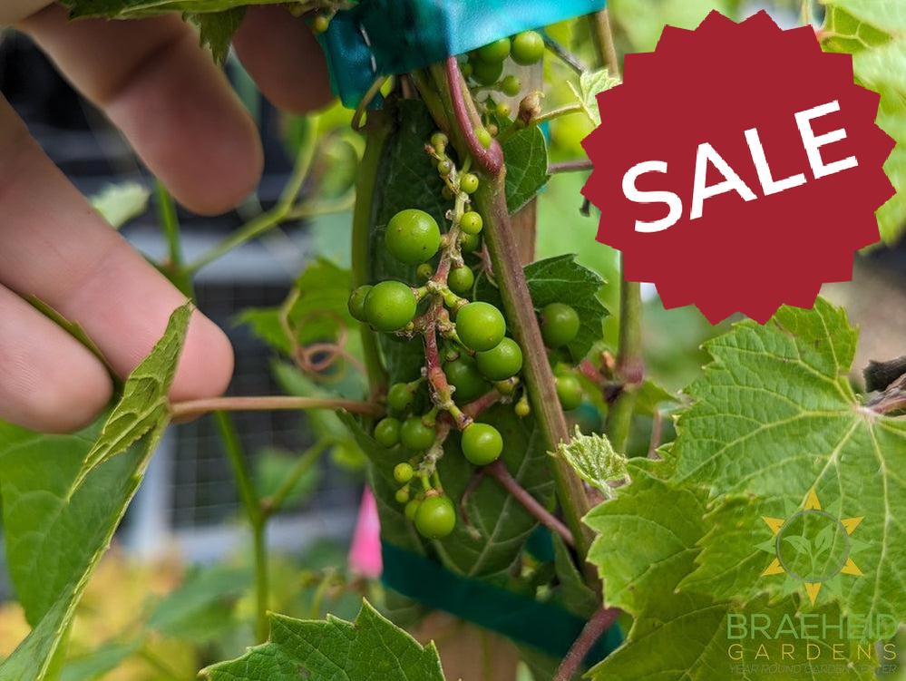 Buy Beta Grape an Vine in Grande Prairie Alberta - Braeheid Gardens Ltd.