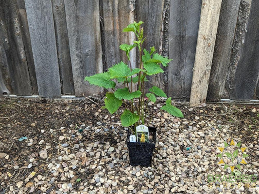 Ligularia The Rocket - NO SHIP -