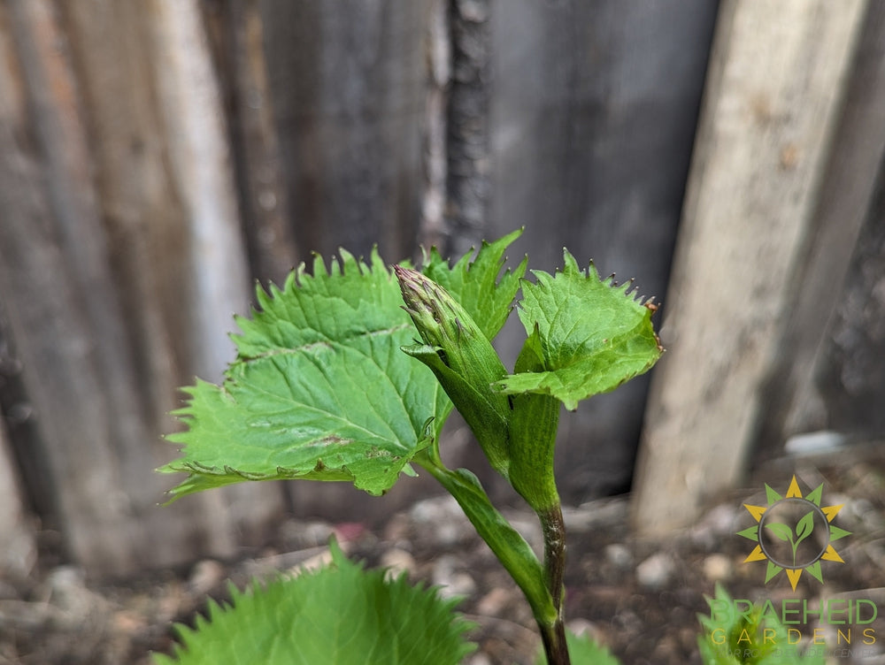 Ligularia The Rocket - NO SHIP -