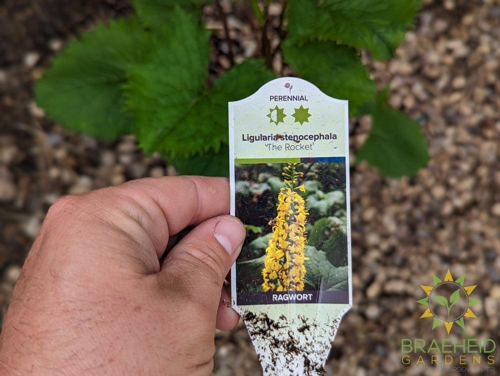 Ligularia The Rocket - NO SHIP -