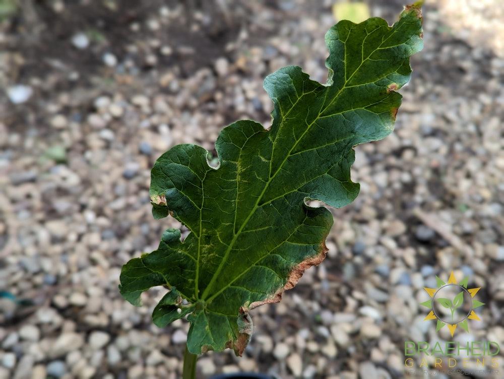 Rhubarb 'Valentine' - NO SHIP -