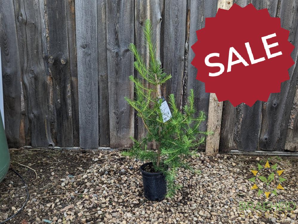 Siberian Larch- Tree for sale, Grown in Grande Prairie -Braeheid Gardens Ltd. on Emerson Trail