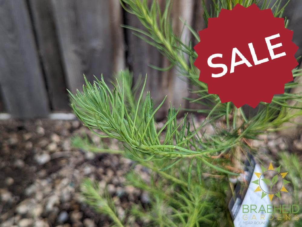 Siberian Larch- Tree for sale, Grown in Grande Prairie -Braeheid Gardens Ltd. on Emerson Trail