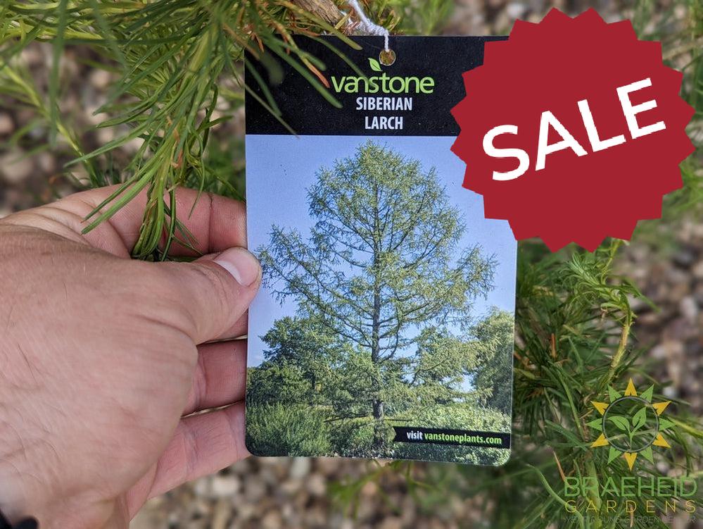 Siberian Larch- Tree for sale, Grown in Grande Prairie -Braeheid Gardens Ltd. on Emerson Trail