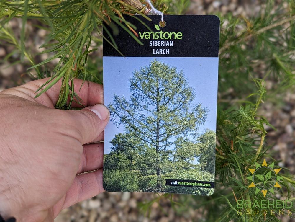 Siberian Larch- Tree for sale, Grown in Grande Prairie -Braeheid Gardens Ltd. on Emerson Trail