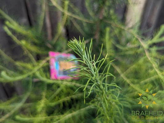 Native Larch- Tree for sale, Grown in Grande Prairie -Braeheid Gardens Ltd. on Emerson Trail