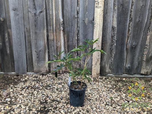 Karl Rosenfield Peony - NO SHIP -