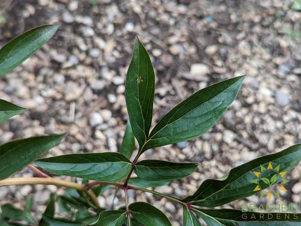 Karl Rosenfield Peony - NO SHIP -