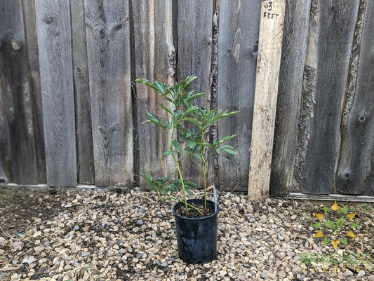 Duchesse de Nemours Peony - NO SHIP -