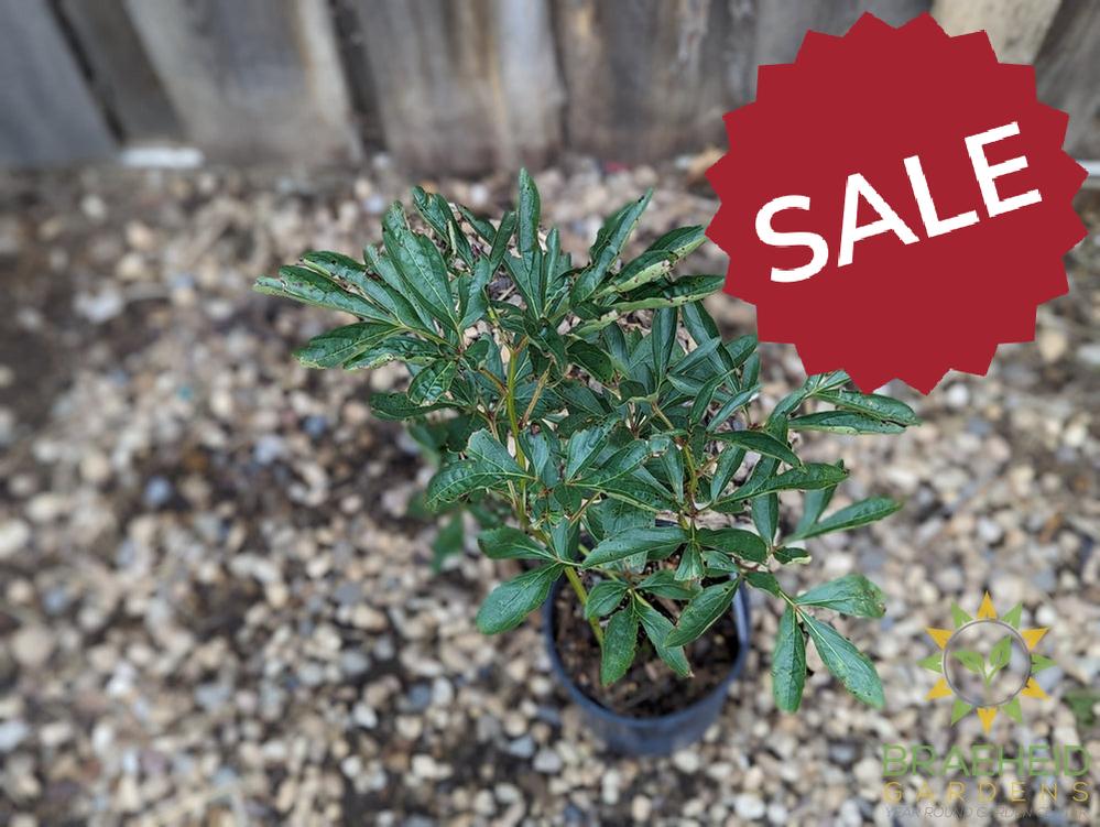Duchesse de Nemours Peony - NO SHIP -