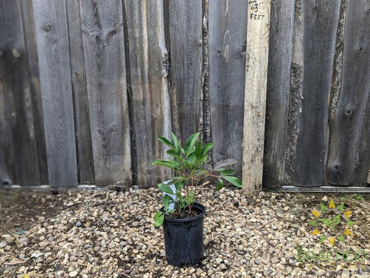 Pink Memorial Day Peony - NO SHIP -