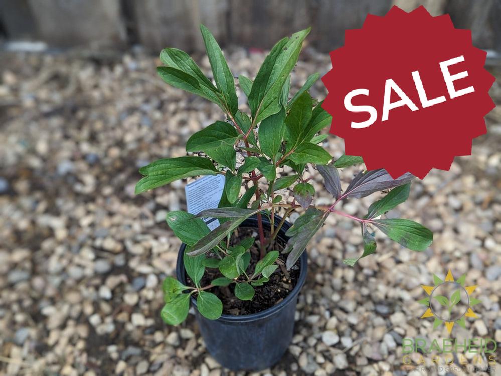 Pink Memorial Day Peony - NO SHIP -