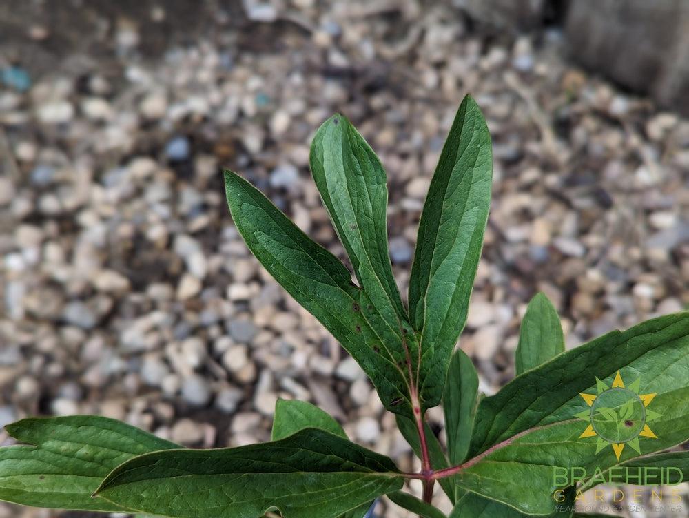 Pink Memorial Day Peony - NO SHIP -