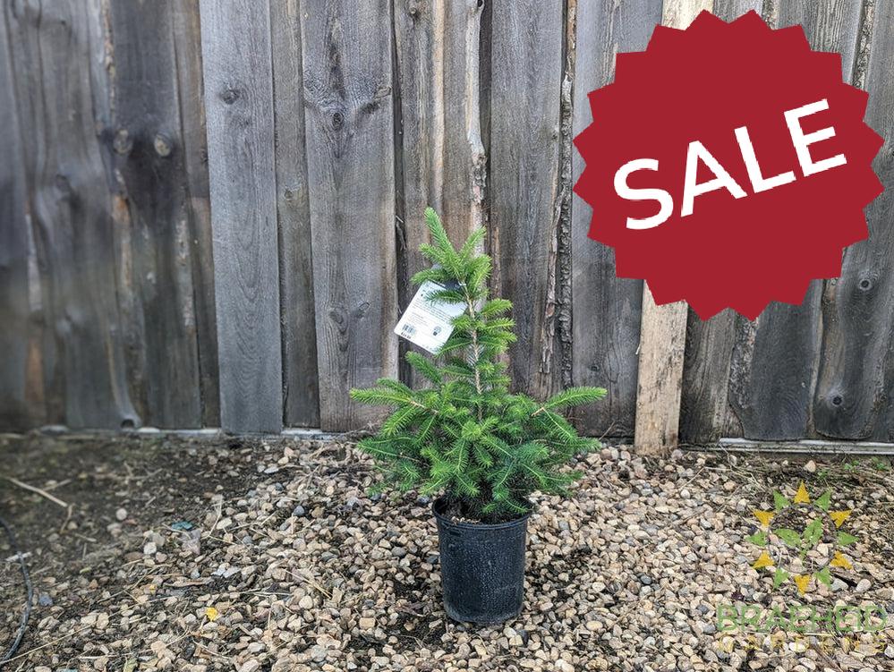Black Hills Spruce- Tree for sale, Grown in Grande Prairie -Braeheid Gardens Ltd. on Emerson Trail