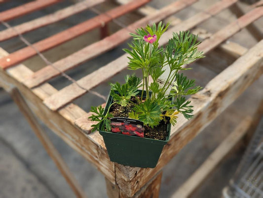 anemone multifida rubra - NO SHIP -