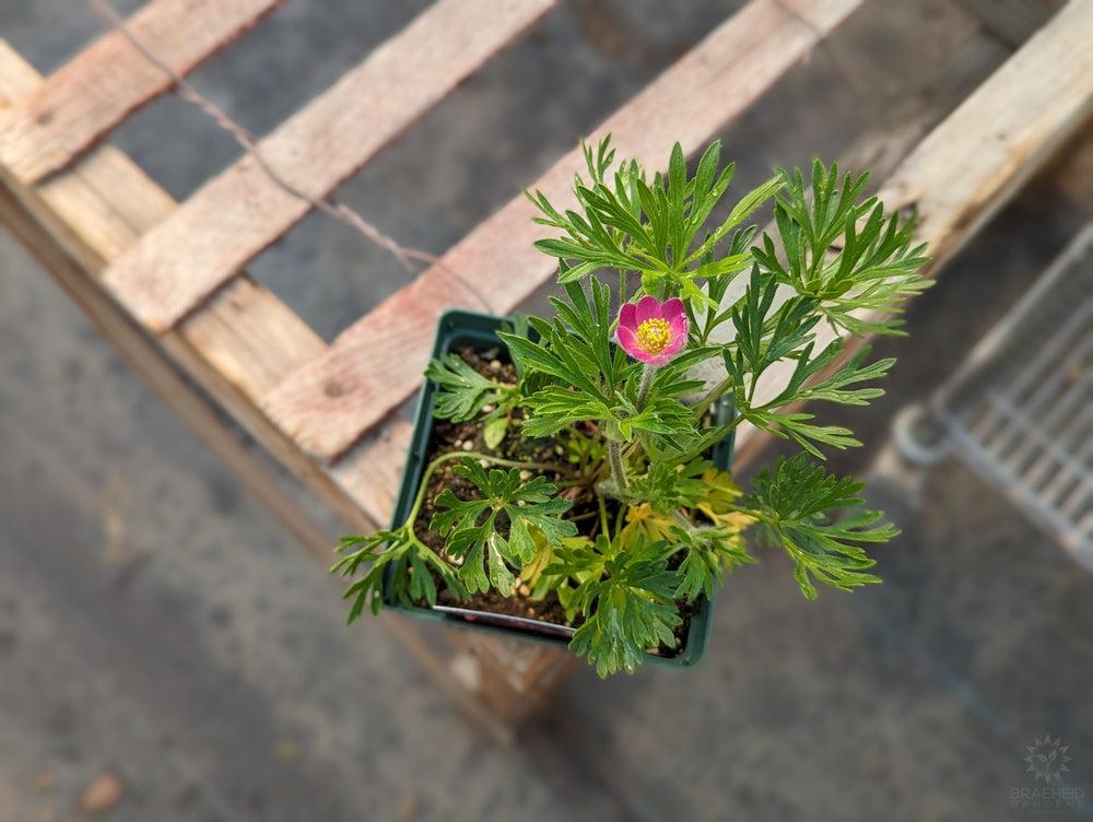 anemone multifida rubra - NO SHIP -