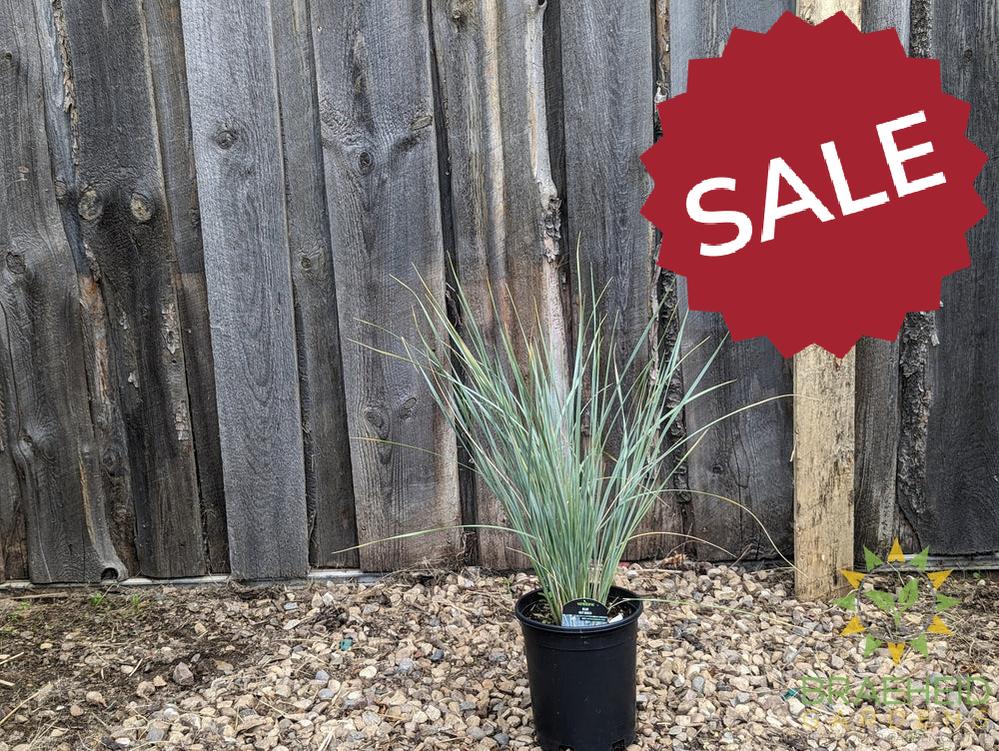 Blue Oat Grass - NO SHIP -