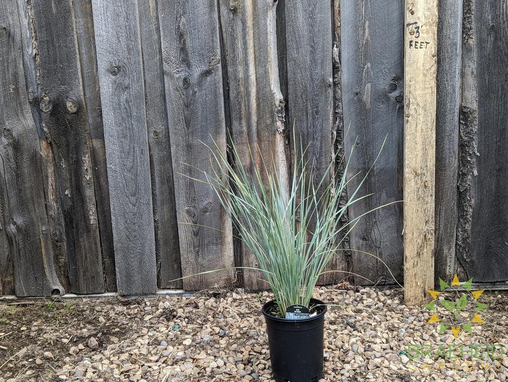 Blue Oat Grass - NO SHIP -