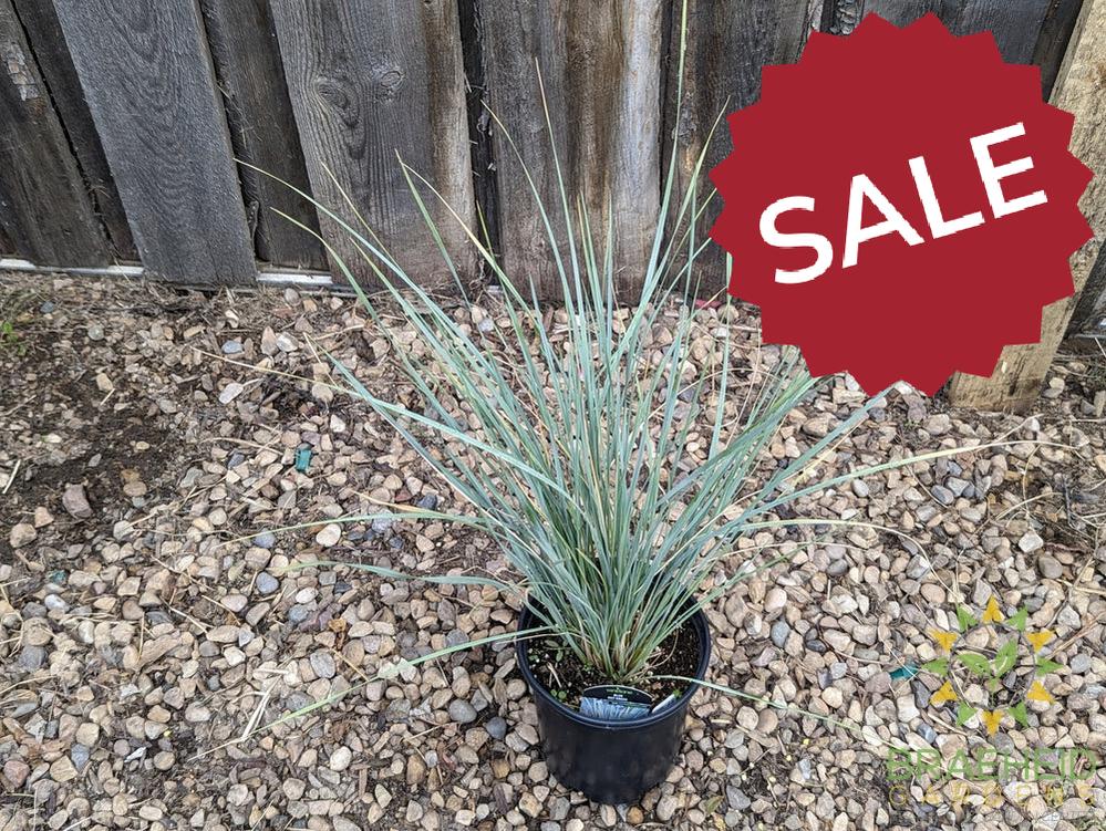 Blue Oat Grass - NO SHIP -