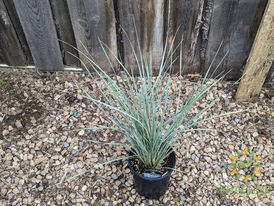 Blue Oat Grass - NO SHIP -