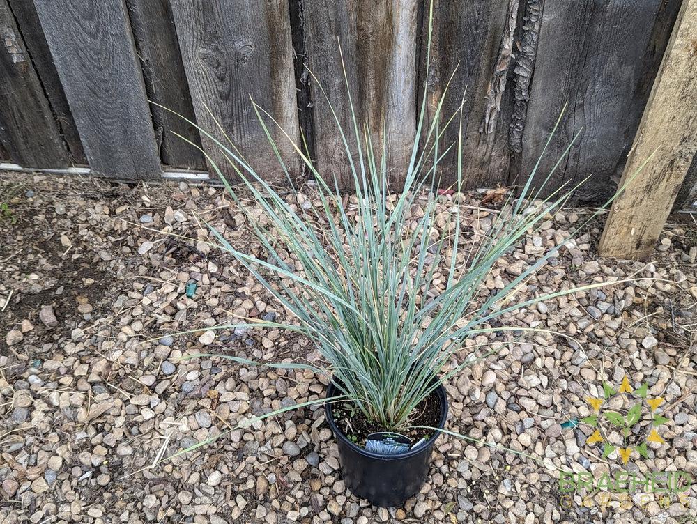 Blue Oat Grass - NO SHIP -