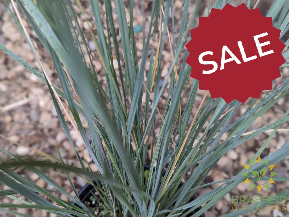 Blue Oat Grass - NO SHIP -