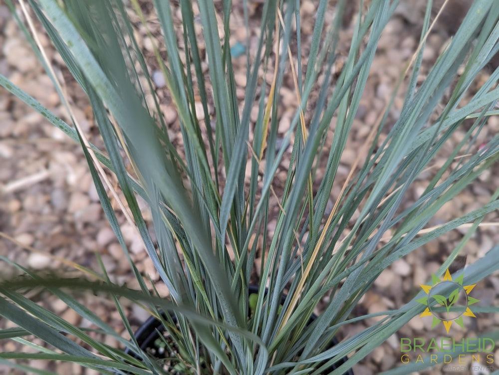 Blue Oat Grass - NO SHIP -