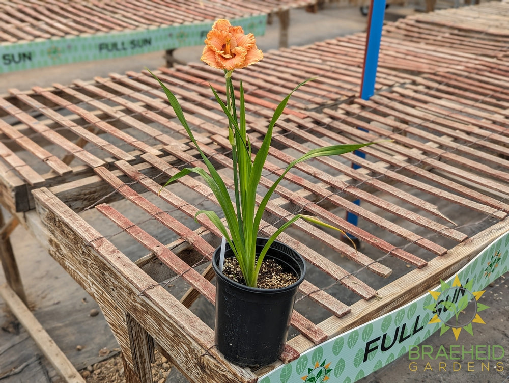 Daylily Perceptive - NO SHIP -