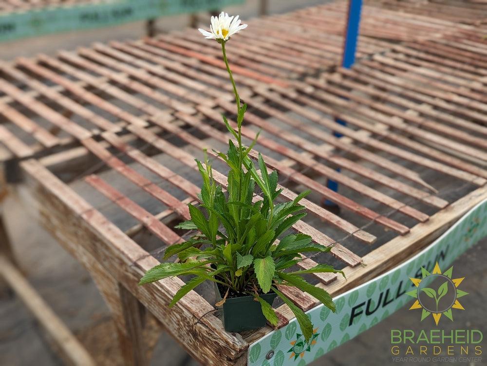 Shasta Daisy Alaska Leucanthemum - NO SHIP -
