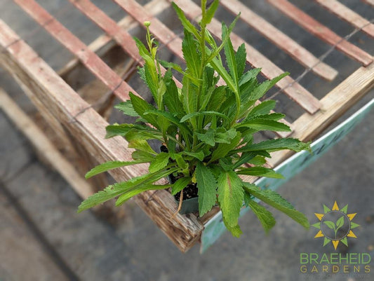 Shasta Daisy Alaska Leucanthemum - NO SHIP -