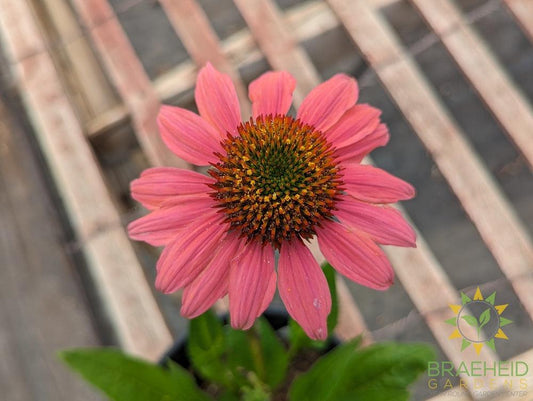 Echinacea 'Cheyenne Spirit' - NO SHIP -